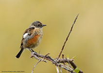 Stonechat