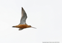 Bar-tailed Godwit