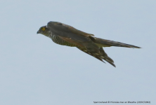 Sparrowhawk