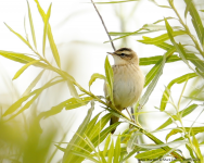 Sedge Warbler