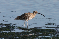 Curlew