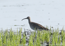 Whimbrel