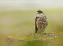 Sparrowhawk