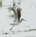 Greenshank