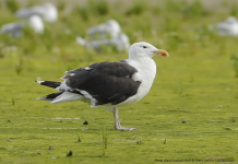 Great Black-backed Gull