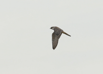 Peregrine