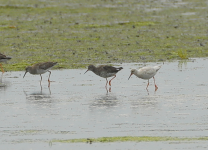 Redshank