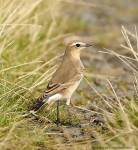 Wheatear