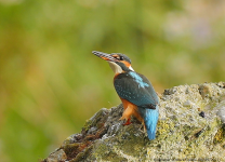 Kingfisher