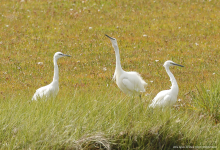 Little Egrets