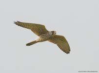 Kestrel