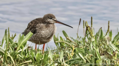 Spotted Redshank