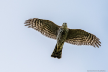 Sparrowhawk