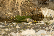 Grey Wagtail