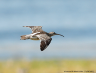 Whimbrel