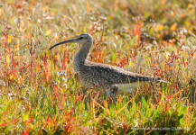 Whimbrel