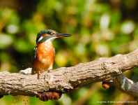 Kingfisher