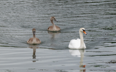 Mute Swans