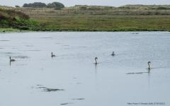 Mute Swans