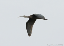 Glossy Ibis