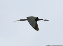 Glossy Ibis