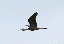 Glossy Ibis