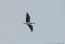 Pink-footed Goose