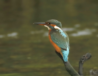 Kingfisher