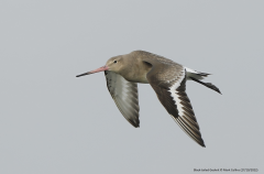 Black-tailed Godwit