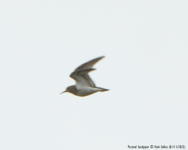 Pectoral Sandpiper