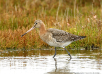 Black-tailed Godwit