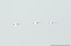 Whooper Swans