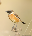 Stonechat