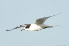 Arctic Tern 