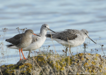 Redshank and Greenshanks