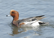 Wigeon