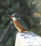 Kingfisher