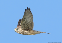 Kestrel