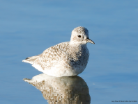 Grey Plover