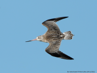 Bar-tailed Godwit