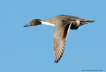 Pintail