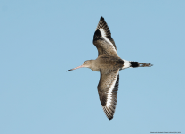 Black-tailed Godwit