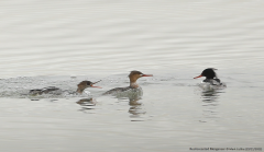 Red-breasted Mergansers