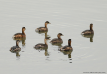 Little Grebes