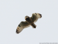 Short-eared Owl