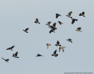 Short-eared Owl