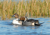 Pintail