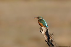 Kingfisher