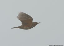 Redwing