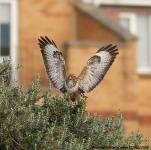 Buzzard